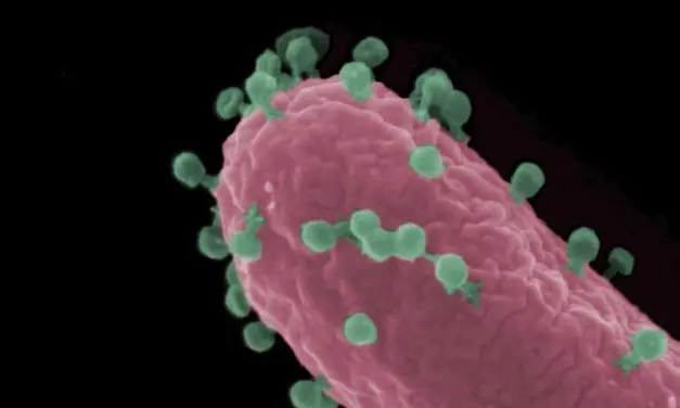 Research on bacteriophages as a weapon against antibiotic resistance