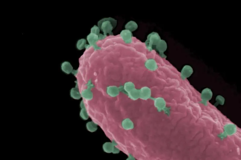 Research on bacteriophages as a weapon against antibiotic resistance