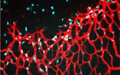 Heidelberg researchers reveal role of cystine in vascular growth
