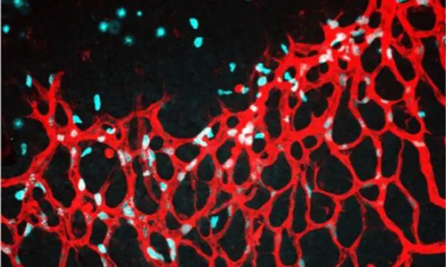 Heidelberg researchers reveal role of cystine in vascular growth