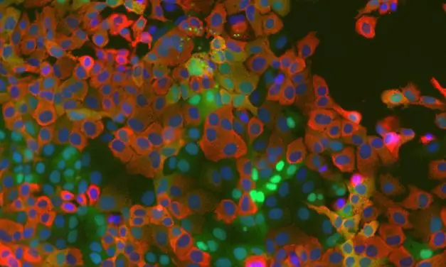 Bochum researchers discover cellular mechanism in coronaviruses