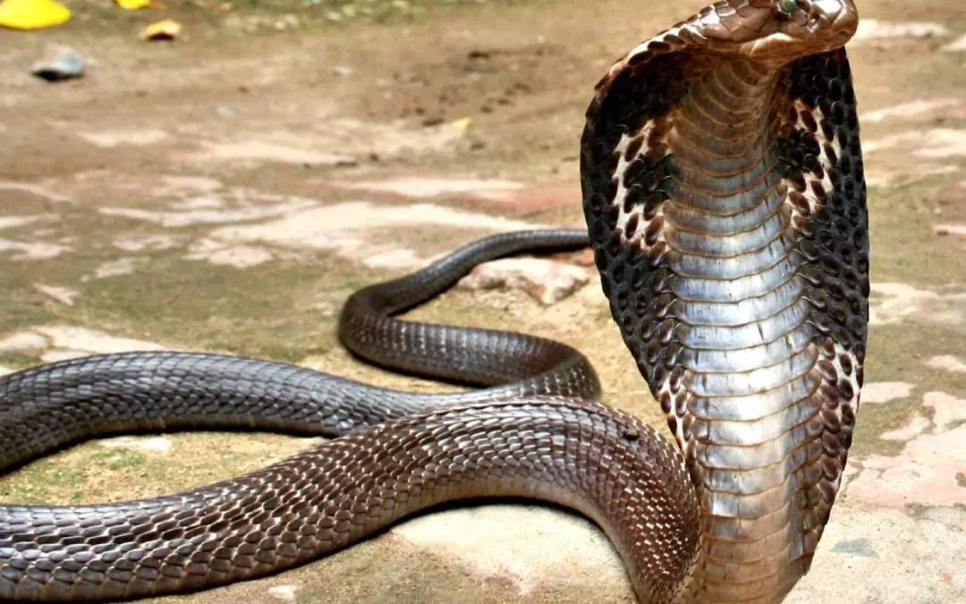 Groundbreaking: Genetically engineered snake antivenom developed