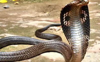 Groundbreaking: Genetically engineered snake antivenom developed