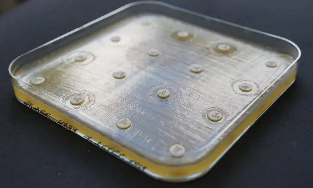 Oldenburg AI model “CarbaDetector” revolutionizes the detection of antibiotic resistance