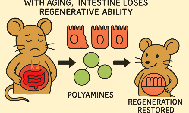 Polyamines promote regeneration in the aging intestine