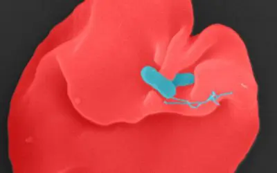 Elucidation of Oroya fever opens up new therapeutic options