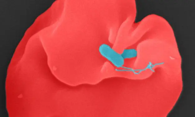 Elucidation of Oroya fever opens up new therapeutic options