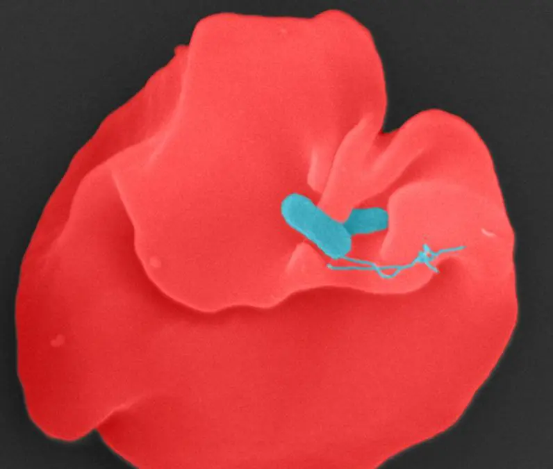 Elucidation of Oroya fever opens up new therapeutic options