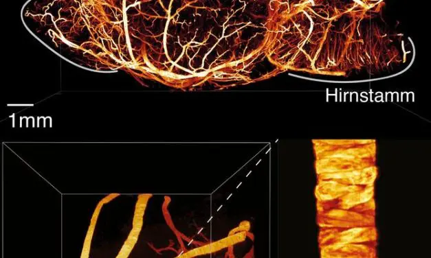 Research team optimizes light-sheet microscopy for precise 3D imaging