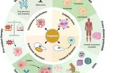Prostate cancer: Triaptosis could revolutionize cancer treatment