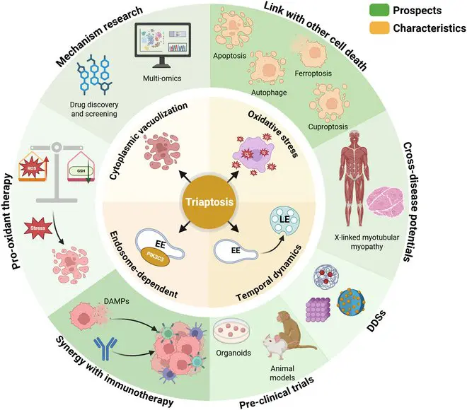 Prostate cancer: Triaptosis could revolutionize cancer treatment