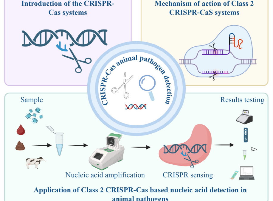 Zoonoses: CRISPR-Cas systems revolutionize pathogen detection
