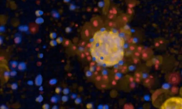 Tumoroids from lung cancer tissue enable testing of therapies