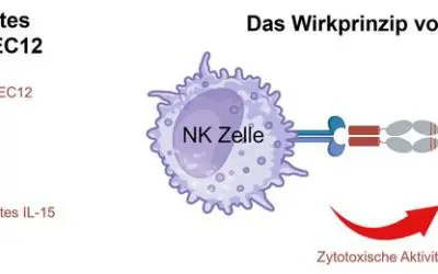 Tübingen researchers develop targeted immunocytokine against acute myeloid leukemia