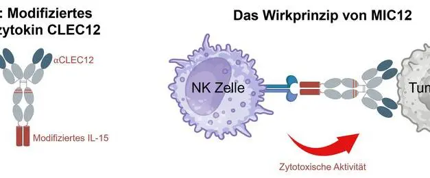 Tübingen researchers develop targeted immunocytokine against acute myeloid leukemia