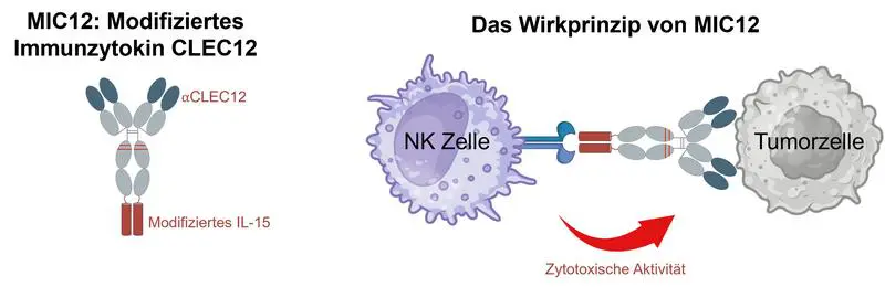 Tübingen researchers develop targeted immunocytokine against acute myeloid leukemia