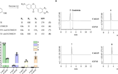 Yeast produces rare drug: Genetically modified microbes produce valuable isoflavonoid from astragalus