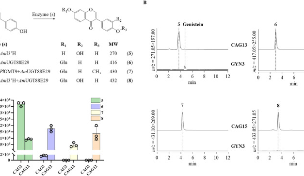 Yeast produces rare drug: Genetically modified microbes produce valuable isoflavonoid from astragalus
