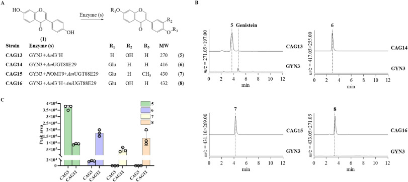 Yeast produces rare drug: Genetically modified microbes produce valuable isoflavonoid from astragalus