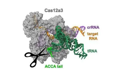 CRISPR nuclease Cas12a3 blocks protein production in infected cells