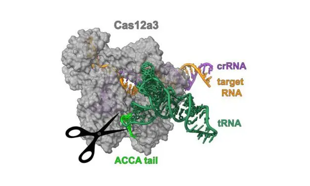 CRISPR nuclease Cas12a3 blocks protein production in infected cells
