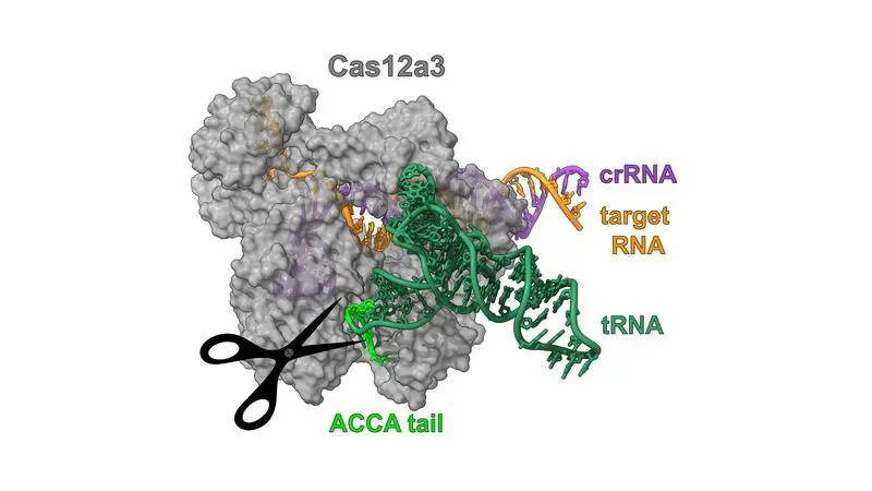 CRISPR nuclease Cas12a3 blocks protein production in infected cells
