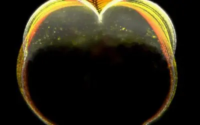 Mechanical ratchet mechanism allows cell division without a closed contractile ring