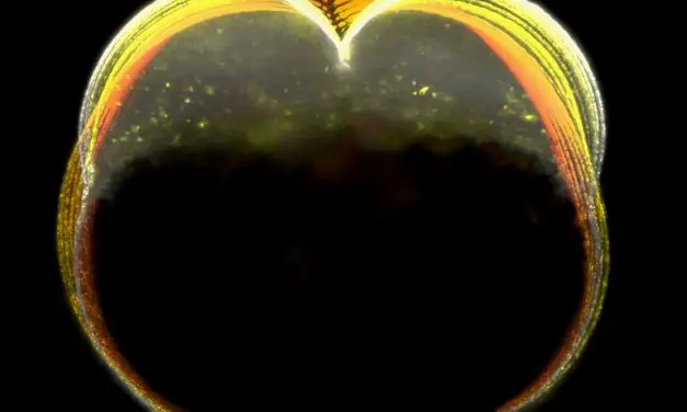 Mechanical ratchet mechanism allows cell division without a closed contractile ring