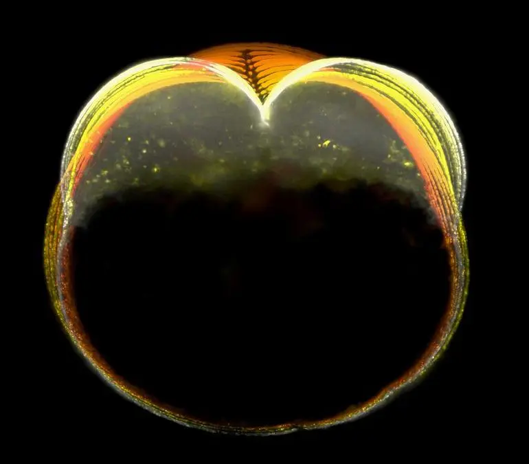 Mechanical ratchet mechanism allows cell division without a closed contractile ring