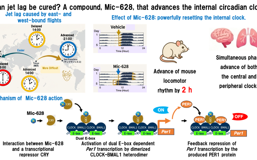 Goodbye jet lag: Oral agent for the forward movement of the internal clock discovered