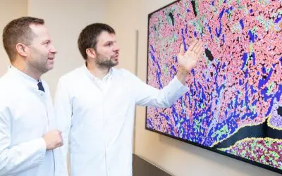 MHH researchers discover “molecular memory” in kidney transplants