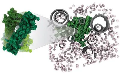 First high-resolution structure of proteasome storage granules deciphered