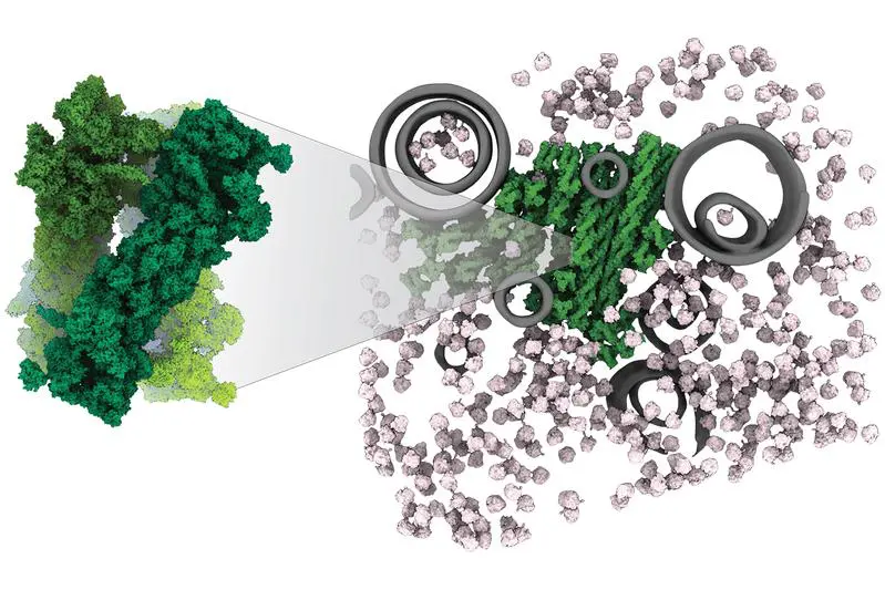 First high-resolution structure of proteasome storage granules deciphered