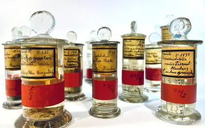 Type genomics: International researchers call for sequencing of reference specimens in museum collections