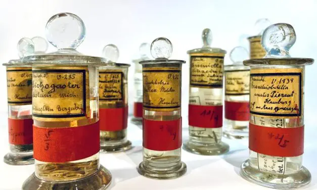 Type genomics: International researchers call for sequencing of reference specimens in museum collections