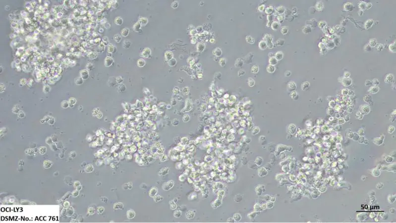 INTRODUCING: The World’s Largest Collection of Leukemia and Lymphoma Cell Lines for Cancer Research