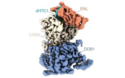 Cell-based screening: New method allows identification of molecular adhesives