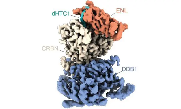 Cell-based screening: New method allows identification of molecular adhesives