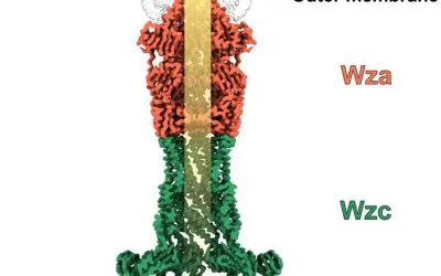 HZI researchers make bacterial capsule transport channel atomically visible