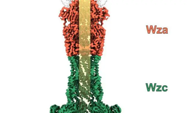 HZI researchers make bacterial capsule transport channel atomically visible