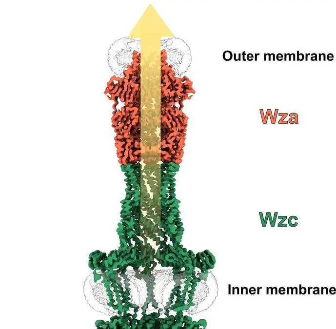 HZI researchers make bacterial capsule transport channel atomically visible