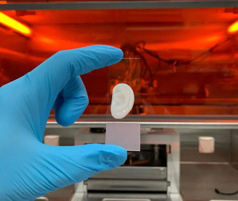 ETH researchers produce elastic ear cartilage in the laboratory