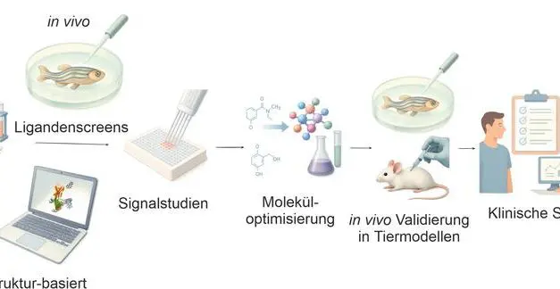 Universities of Leipzig and Shandong summarize therapeutic potential of adhesion GPCRs