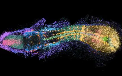 New imaging technique makes gene activity visible in the entire zebrafish embryo