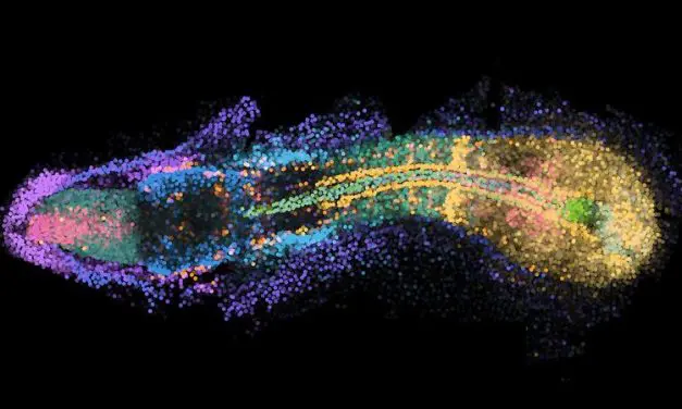 New imaging technique makes gene activity visible in the entire zebrafish embryo