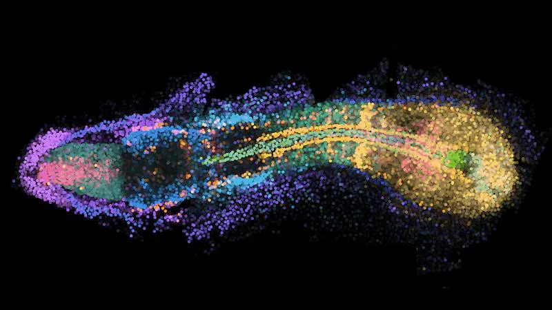 New imaging technique makes gene activity visible in the entire zebrafish embryo