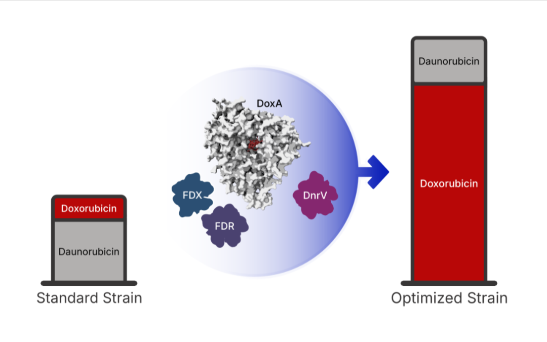 Sensation synthesis: Researchers overcome decades-old shortage of chemotherapy drug doxorubicin