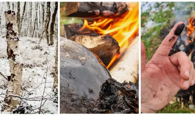 Neanderthal innovation: birch pitch against Staphylococcus aureus