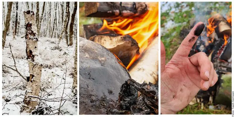 Neanderthal innovation: birch pitch against Staphylococcus aureus