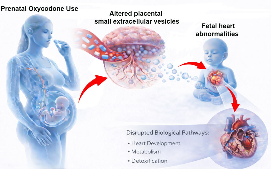 Chronic oxycodone exposure in pregnancy impairs fetal heart development